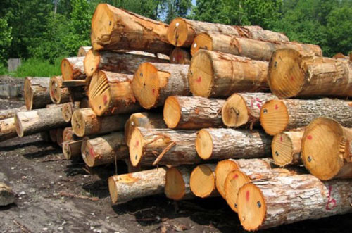 تصویر معرفی انواع چوب در صنعت مبل