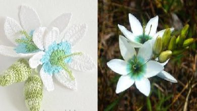 تصویر آموزش تصویری و کامل بافت گل نرگس با قلاب