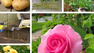 تصویر آموزش تکثیر گل رز چیده شده با سیب زمینی