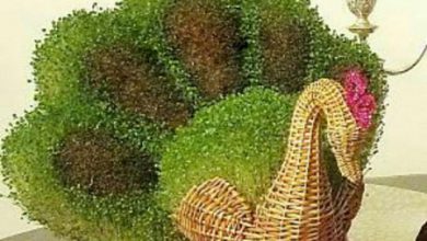 تصویر آموزش طرز کاشت سبزه طاووسی
